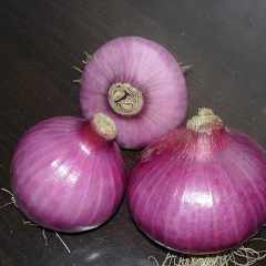 河南通许万亩洋葱即将成熟上市