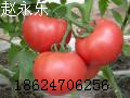 新乡市延津县城南1公里辛庄番茄基地。