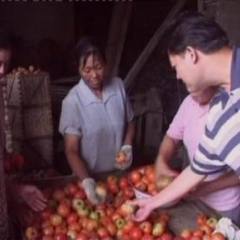 安阳市上官镇魏老板：金鹏