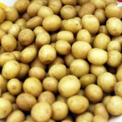 呼伦贝尔市八一社马德才：荷兰十五元/斤