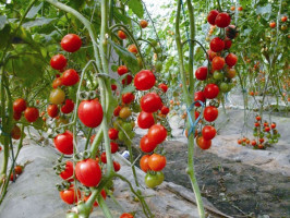 聊城市魏庄乡李献生：圣女果3.8元/斤