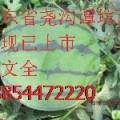潍坊市谭坊赵文全：极品双星1.8元/斤