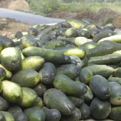湖北大量供应青皮冬瓜，白皮冬瓜