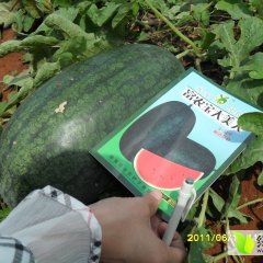 珠海陈景光：黑美人西瓜种子