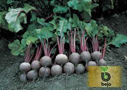 徐州市首羡镇张杰：红甜菜2.00元/斤