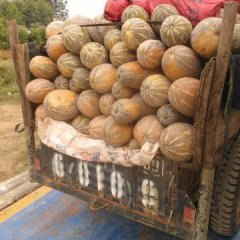 崇左市崇左市南瓜老：金韩密本南瓜0.5元/斤