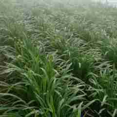 周口市催桥镇刘银：南北韭菜0.5元/斤