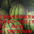 德州禹城市东城区东辛村郑义春：京欣