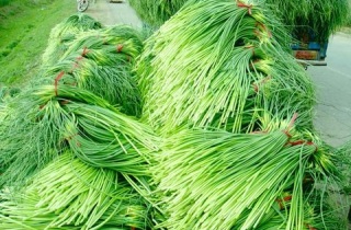 大理2018年蒜薹价格图片