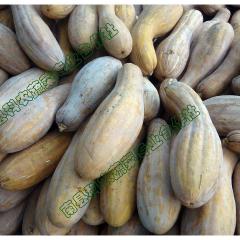 南瓜 蜜本南瓜 密本南瓜 秘本南瓜