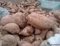 石家庄市何家沟何静波：燕薯14 薯苗 0.4/斤