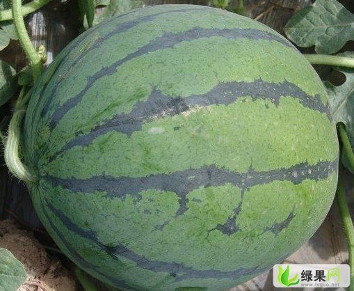 麒麟西瓜价格
