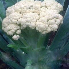 徐州市河口镇孟先生：白面青梗菜花