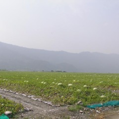 德宏傣族景颇族自治州张开位：新红宝0.6元/斤