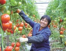 台州市螺洋街柯先生：以色列西红柿1.3-1.5元/斤