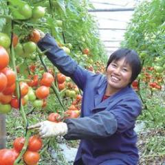 台州市螺洋街柯先生：以色列西红柿1.3-1.5元/斤