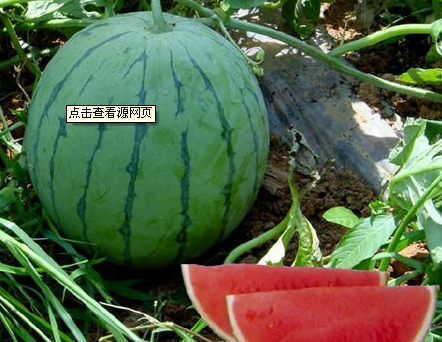 8424西瓜价格