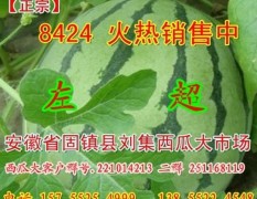 蚌埠市西刘集左超：长花皮西瓜1.35元/斤