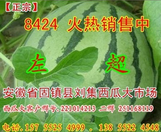 长花皮西瓜价格