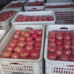 天津武清区黄花店金鹏、欧冠、天马等系列西红柿