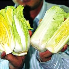 周口市鹿邑杨斌：黄心娃娃菜0.5元/株