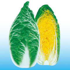 周口市任集乡杨斌：娃娃菜0.55元/株