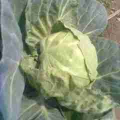 安阳市上官镇陶力杰：春玉甘蓝