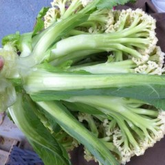 徐州市房村郭薛女士：白面青梗松花菜1.3元/斤