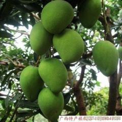 海南省东方市公爱农场 邢少王：台农一号3元/斤