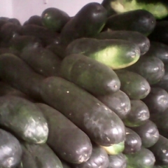 南宁市坛洛镇马日然：子弹头黑皮冬瓜0.4元/斤