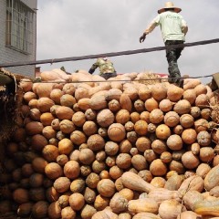 南宁市坛洛镇旱地金韩密本南瓜0.35元左右