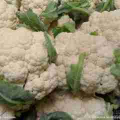 通许西关马良：