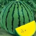 金花二号