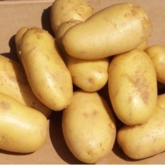 枣庄市大坞镇田红玲：荷兰十五2元/斤