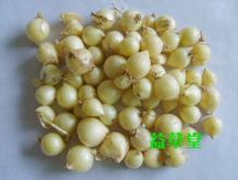 大足县珠溪翁树兵：苦蕌3元/斤