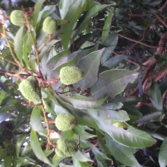 阳江市上洋镇姚庚：妃子笑5元/斤