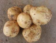 广州市湖北种植基地：中薯 三零三 1.7元/斤