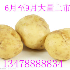 辽宁省新民市大量优质土豆上市！