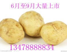 辽宁省新民市大量优质土豆上市！
