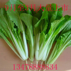 辽宁新民小白菜，口感好水分高！