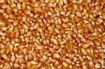 大量求购新疆棉粕 玉米