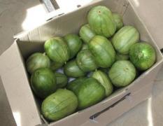 榆林市榆卜界米海强：芝麻香瓜30元/斤