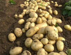 山东安丘规模种植荷兰十五土豆