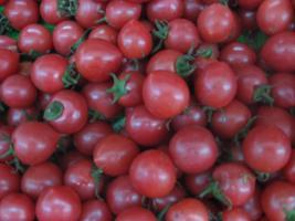 聊城市魏庄乡李鹏：千禧、圆粉2.1元/斤