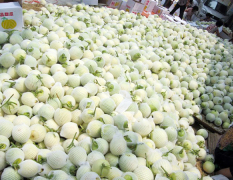宿州市程庄张观会：薄皮甜瓜，红肉脆梨，大量收购各种西瓜