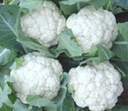 山东省青岛莱西市菜花