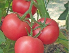 葫芦岛市永昌路李楠：奥士亚番茄种子88元/斤