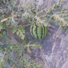 德宏麒麟西瓜1.0元/斤