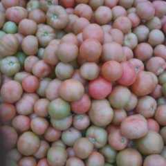 咸阳市安吴镇刘虎：硬粉1.1元/斤