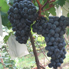 供应弥勒高原葡萄